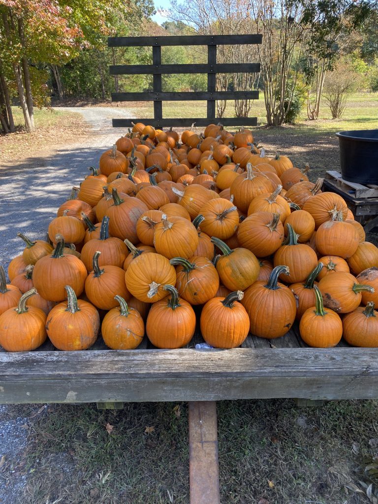 bulk/wholesale orange pumpkins on a trailer at Fogleman Farms