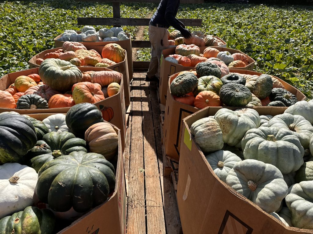 Bulk/Wholesale Heirloom Pumpkins in boxes at Fogleman Farms