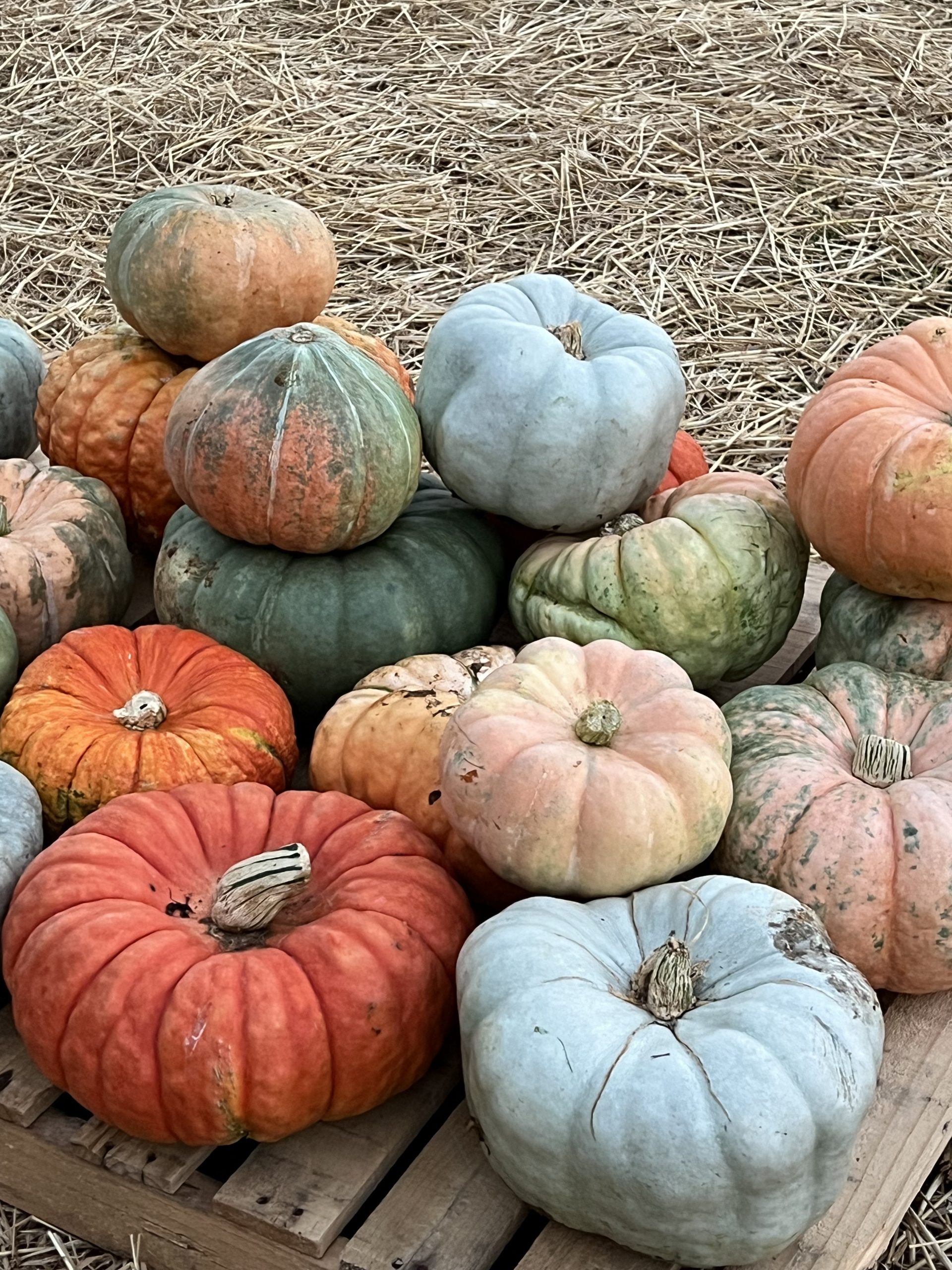 heirloom pumpkins in various colors arranged on a pallet at Sophia's Pumpkin Patch
