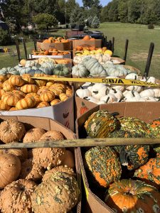 bulk pumpkins and gourds in boxes for wholesale at fogleman farms