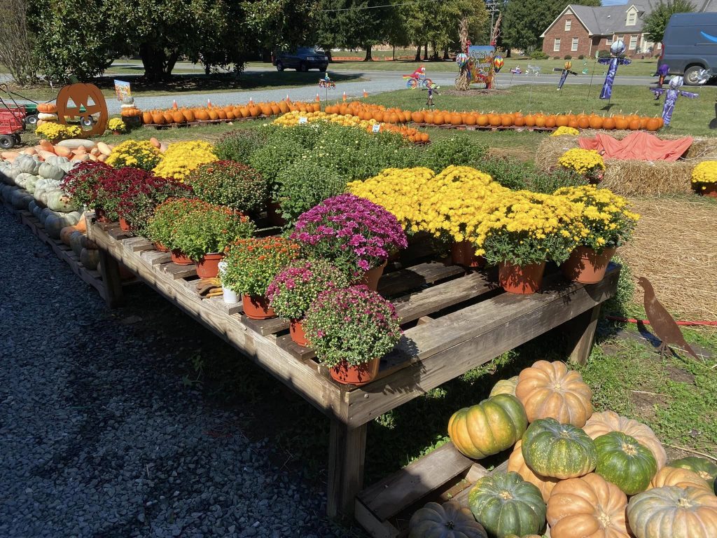 mums and pumpkins for sale at Sophia's pumpkin patch